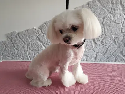 Psi Fryzjer Maleńkie Zoo